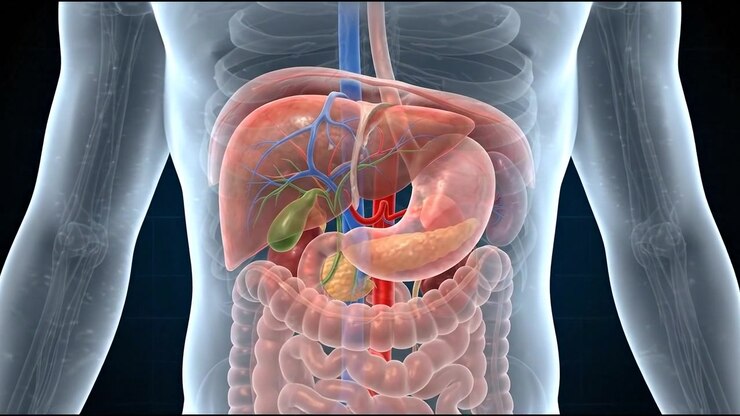 Full body human torso hologram highlighting glowing internal organs