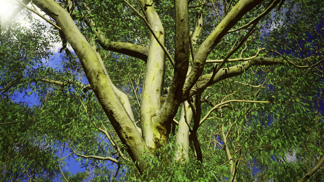 Majestic tree branches stretch towards a blue sky in a peaceful setting