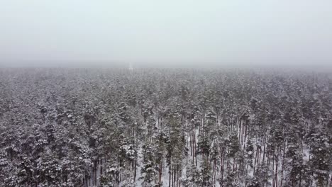 layer of thick white fog above coniferous forest, slowly rising up view