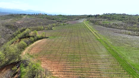 Kleine-Weinbergplantage-Auf-Einem-Hügel-Mit-Neuen-Reben