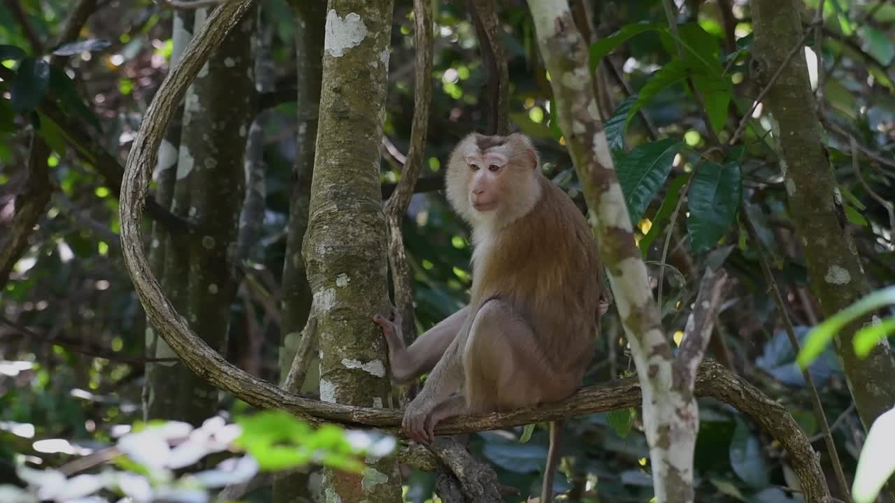 el macaco de cola de cerdo del norte es un primate que se encuentra comúnmente en el parque nacional de khao yai, aunque es una especie vulnerable