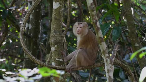 Der-Nördliche-Schweinsschwanzmakake-Ist-Ein-Primat,-Der-Häufig-Im-Khao-Yai-Nationalpark-Vorkommt,-Obwohl-Er-Eine-Gefährdete-Art-Ist