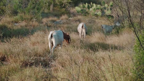 Weiße-Ziegen-Fressen-Gras-Im-Freien-Und-Bewegen-Sich-Durch-Die-Buschvegetation.-Ziegen-Gehören-Zur-Familie-Der-Horntiere,-Konzept-Der-Domestizierten-Tiere