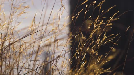 Coastal-meadow-grass-stems-moving-in-the-wind,-golden-hour-light,-idyllic-view-of-empty-Baltic-sea-coastline,-closeup-shot