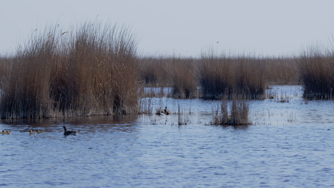 vista panorámica de la familia de gansos greylag nadando en un lago