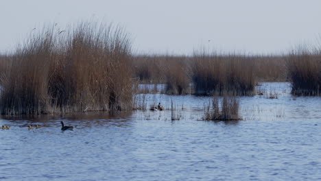 vista panorámica de la familia de gansos greylag nadando en un lago