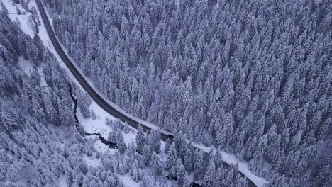 winter forest and road