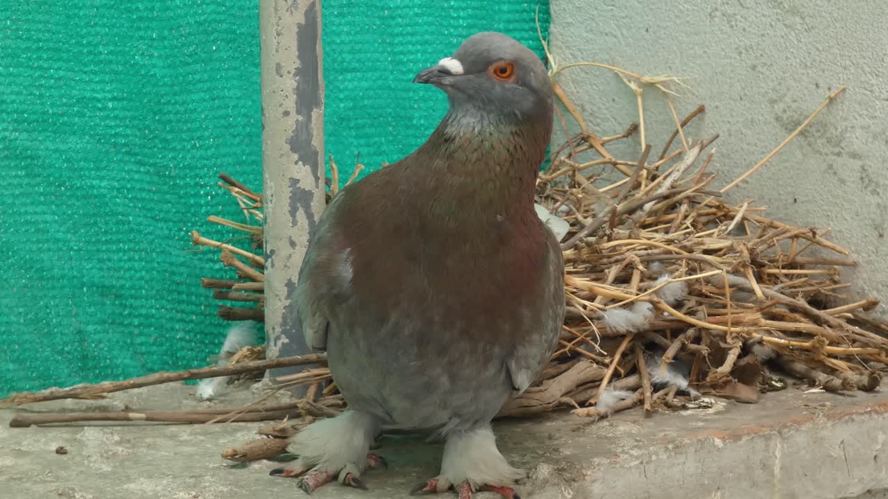 보통의 바위 비둘기인 콜럼바 리비아 (columba livia) 는 카메라를 쳐다보고 서 있습니다.