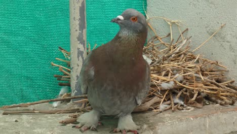 una paloma de roca común, columba livia, también llamada paloma de piedra, se pone de pie y mira fijamente a la cámara