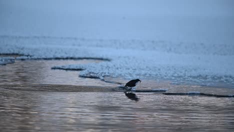 white throated dipper returned to surface with food after winter dive, handheld slow motion