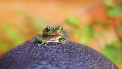 australian green tree frog rests in a water feature - slow motion