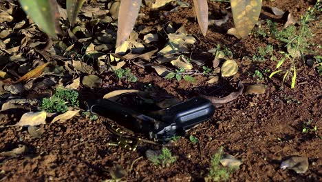 A-black-hand-gun-firearm-is-placed-on-a-sandy-floor-next-to-live-ammunition-surrounded-by-plants