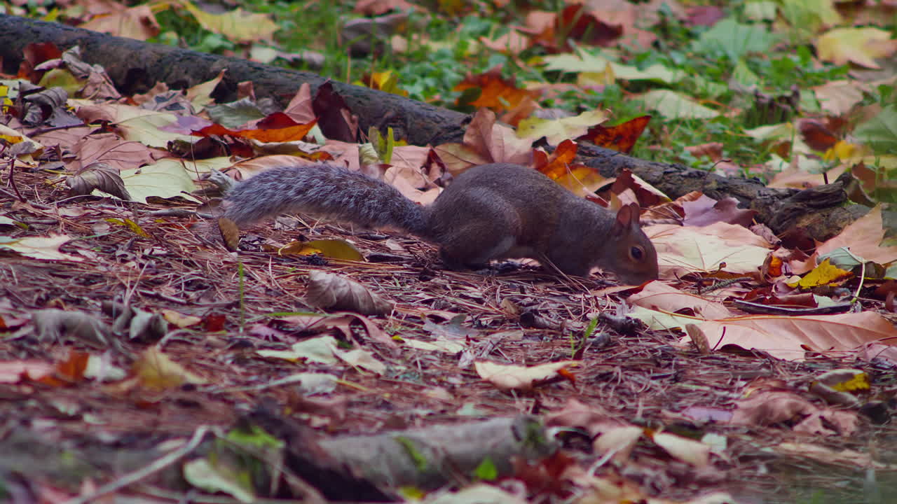 단풍과 숲 바닥에서 음식을 찾고 귀여운 다람쥐