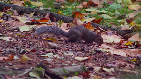 cute squirrel looking for food in forest ground with autumn leaves