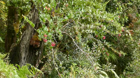 ave exótica común despegando de un árbol cubierto de flores rojas en costa rica