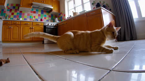 ginger cat playing in the kitchen
