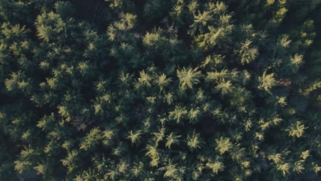 Green-Forest-Treetops-During-Sunset-In-Atsion-Lake-In-New-Jersey-Pine-Barrens