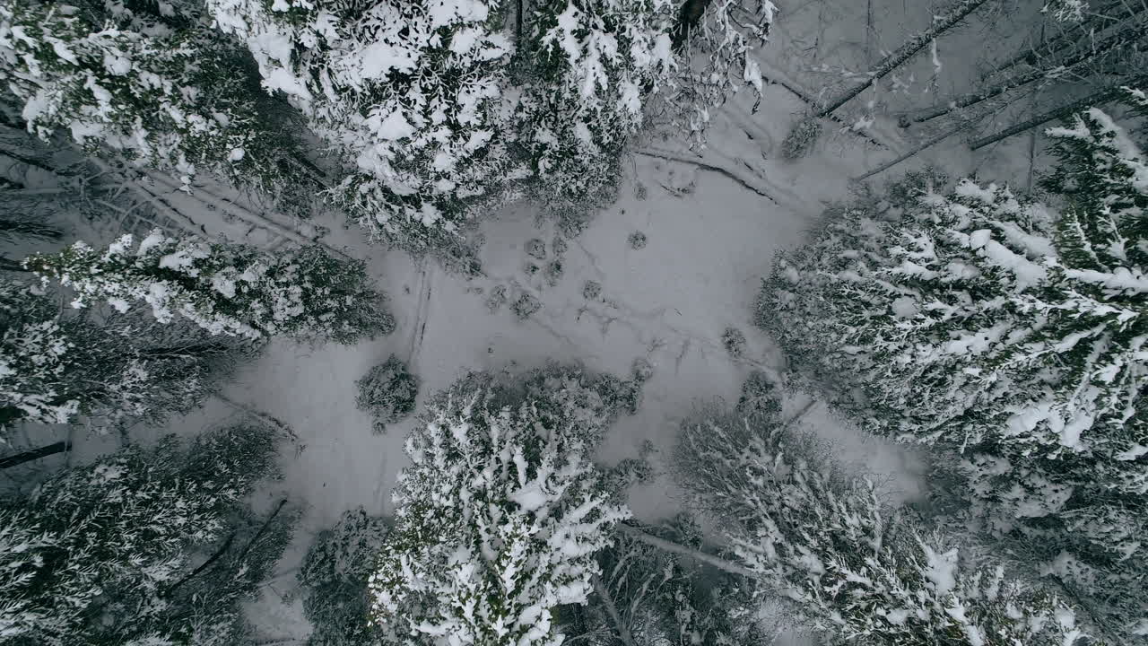 toma aérea de arriba hacia abajo que se eleva a través de un bosque de pinos cubierto de nieve, 4k