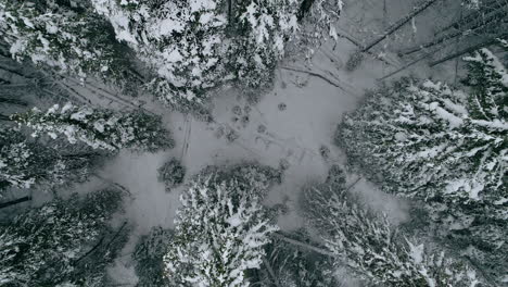 Toma-Aérea-De-Arriba-Hacia-Abajo-Que-Se-Eleva-A-Través-De-Un-Bosque-De-Pinos-Cubierto-De-Nieve,-4k