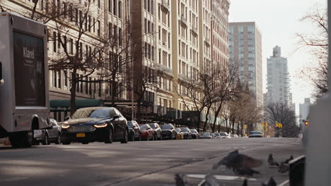 city street scene with pigeons