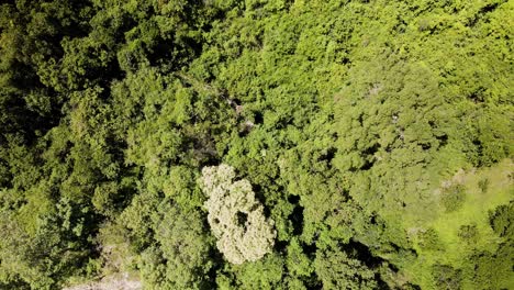 Phnom-Kulen-national-park-in-Southeast-Asia-rainforest-blowing-in-the-wind