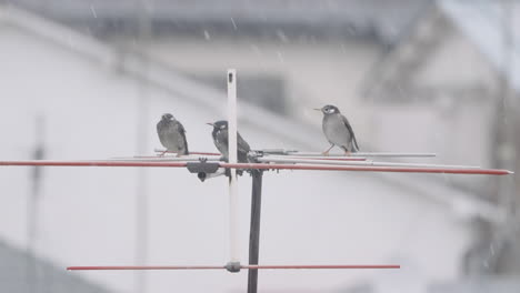 three dusky thrushers perching on yagi antenna during heavy snowfall day in tokyo, japan