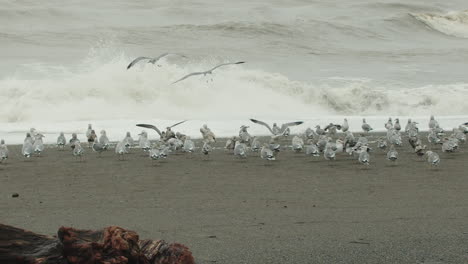 Toma-Amplia-En-Cámara-Lenta-De-Gaviotas-Aterrizando-En-La-Playa-Mientras-Las-Olas-Chocan-En-El-Fondo