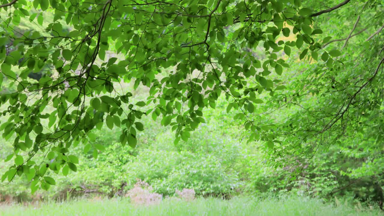 밝은 초록색의 봄 식물