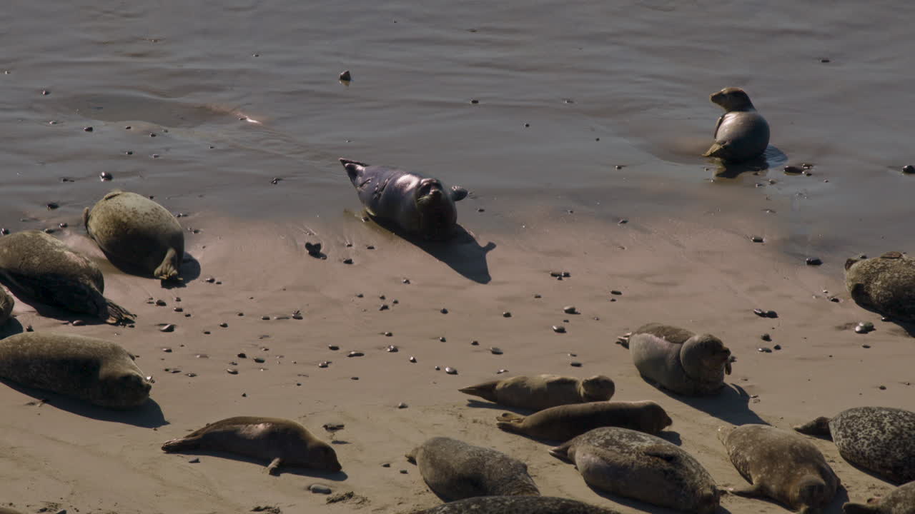 4k 60fps로 튀고 흔들리는 태양 아래 해변에 누워 있는 바다표범 무리