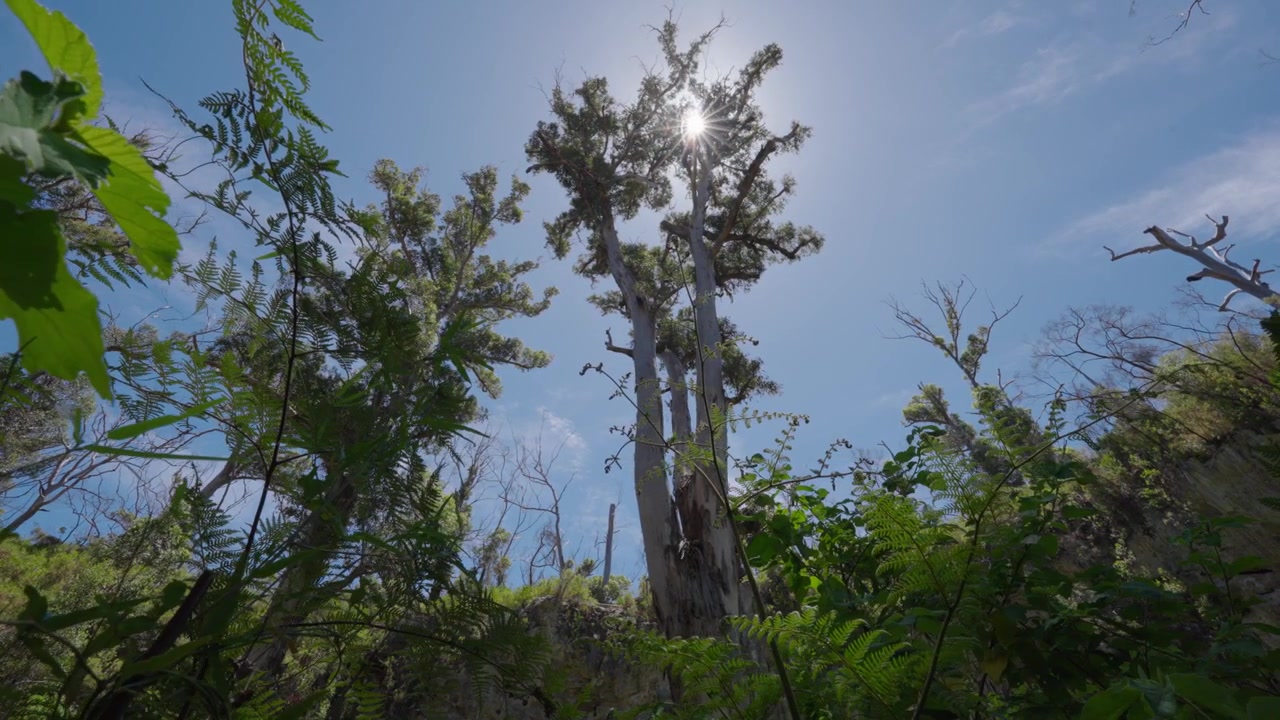 A peaceful nature scene filled with tall trees and lush green plants on a slightly cloudy day with warm sunshine glowing from behind creating a beautiful peaceful atmosphere