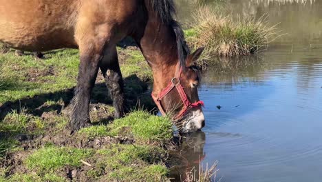 a brown horse drinking water from a lake on a sunny day in spring.