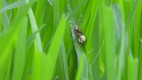 Spider-with-her-eggs--green-grass---rice-grass-