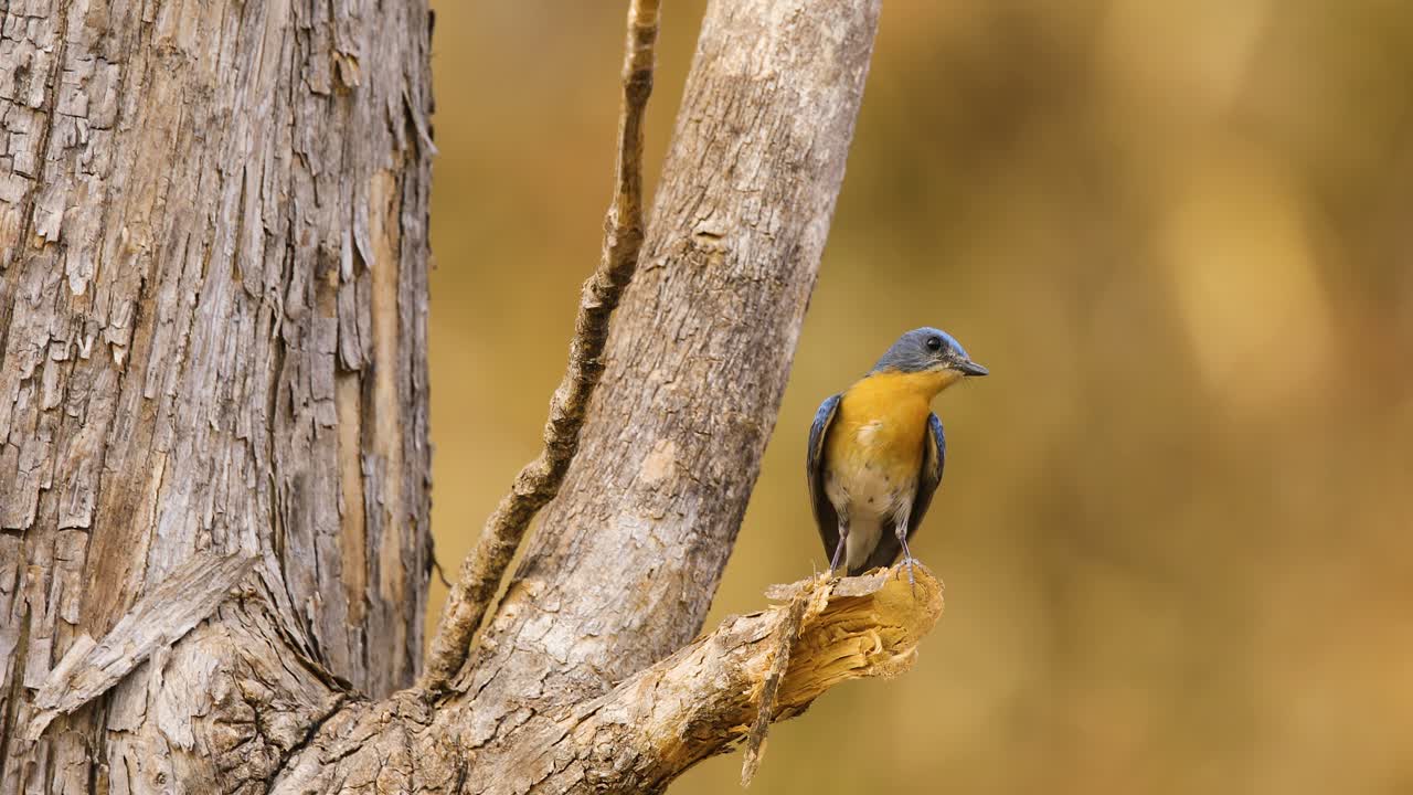 macho de papamoscas azul de tickell encaramado en un tocón de un árbol de teca mostrando sus colores