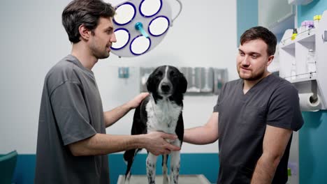 a man in a gray t-shirt talks about his dog during an examination with a professional veterinarian in a modern veterinary clinic