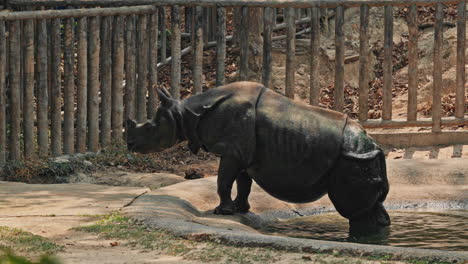 a rhinoceros wading into water at a zoo enclosure