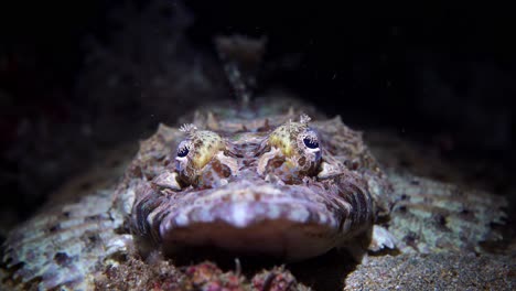 Pez-Cocodrilo-Cymbacephalus-Beauforti-Cabeza-Plana-Gigante-Manado-Bay-25fps-4k