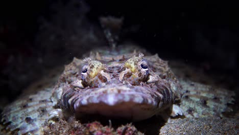 el pez cocodrilo cymbacephalus beauforti gigante de cabeza plana bahía de manado 25fps 4k