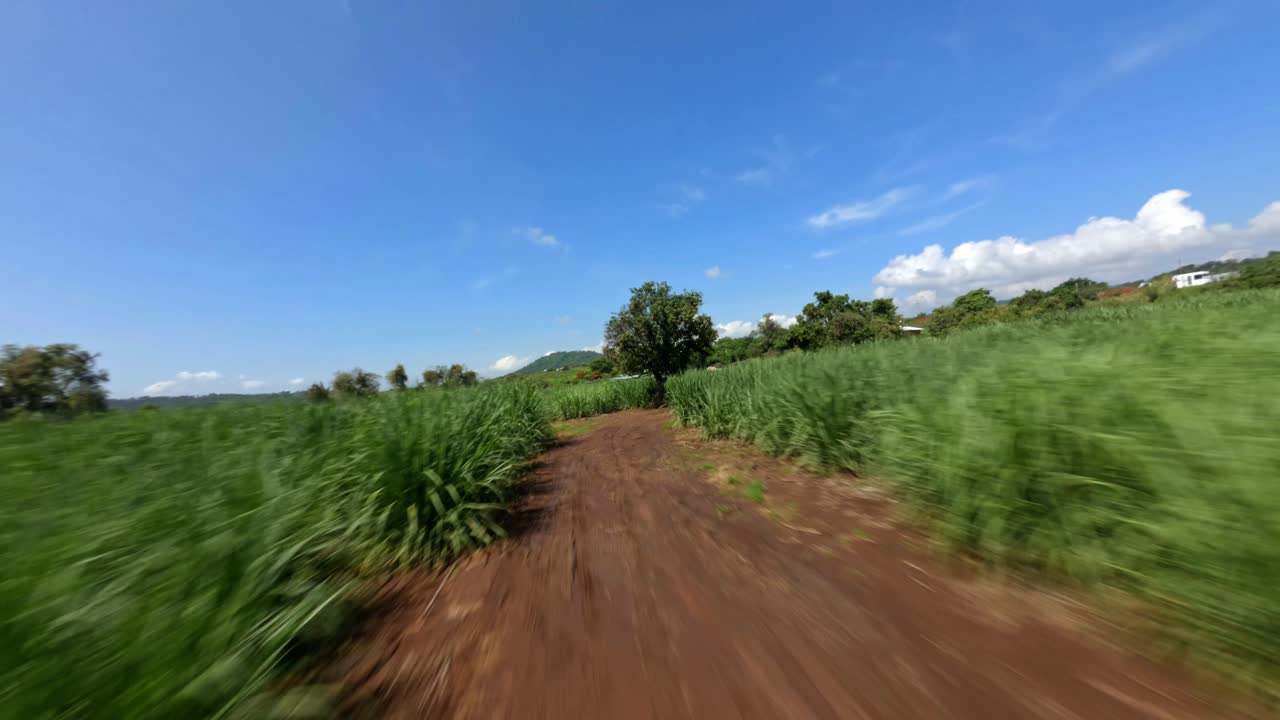 FAST FPV DRONE SHOT OF A SUGAR CANE PLANTATION IN MICHOACAN 1