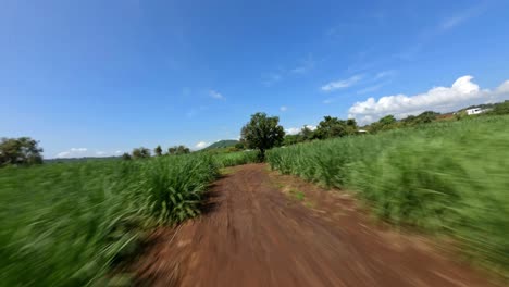 fast fpv drone shot of a sugar cane plantation in michoacan 1