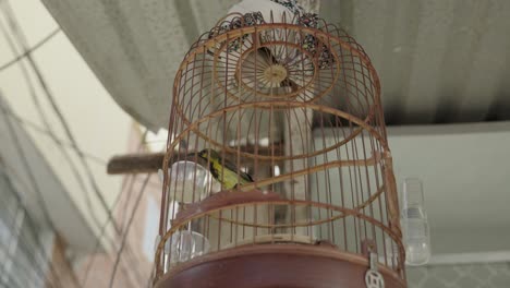 tiny bird jumping around the hanging cage