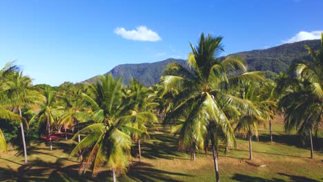 4k drone video of lush green palm tree surrounded by green mountains next to the ocean in tropical north queensland, australia