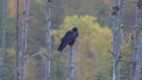 closeup shot of a perched common raven in algonquin provincial park