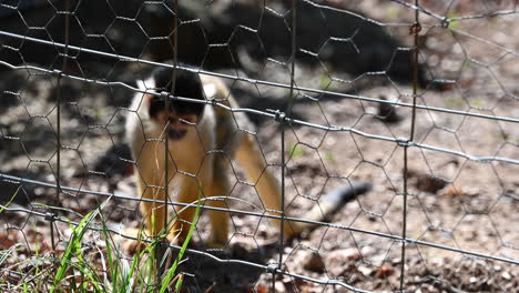 a small yellow monkey sits behind a metal fence in a zoo