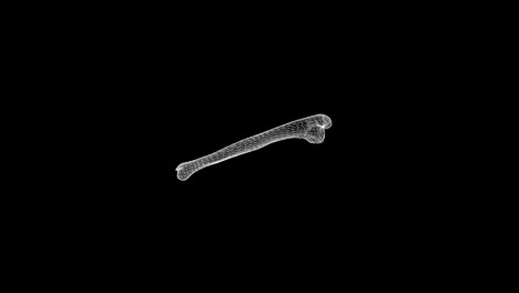 pantalla de representación holográfica 3d del hueso del codo del cuerpo humano del esqueleto - bucle
