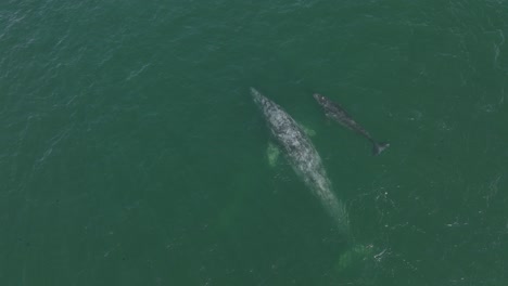 mother grey whale with child baby calf migrating in pacific ocean, aerial drone view