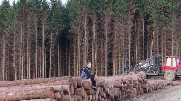 Man Sitting On Pile Of Logs After Deforestation - Drone Shot