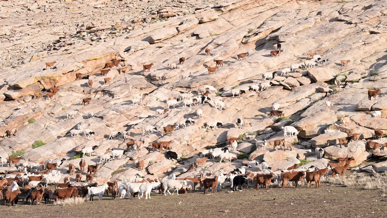 A flock of nomadic livestock, primarily goats and sheep, skillfully navigates a rugged mountain slope in rural Mongolia, foraging for food on the rocky terrain