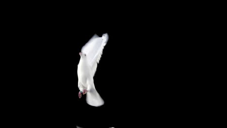 white dove bird flying