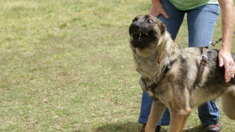 Shepherd-dog-with-his-owner-in-the-farm-4k