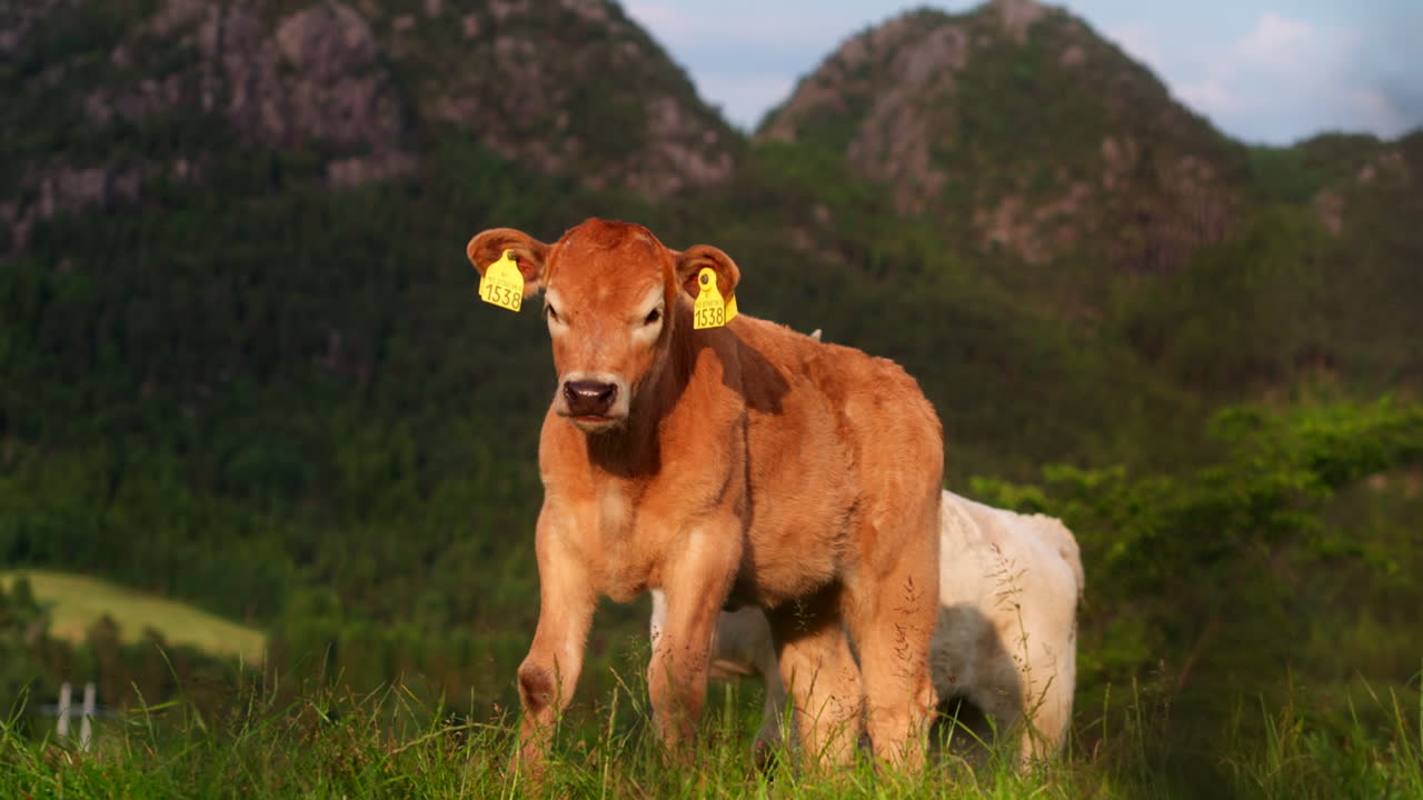 Angus Cattle Calf With Ear Tags In The Farm In Stavanger, Norway. - handheld shot